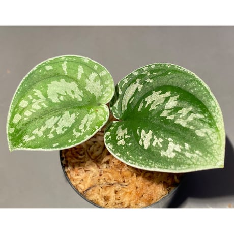 Scindapsus sp. from Kalimantan barat
