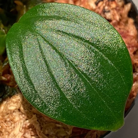 Homalomena sp. "Aceh selatan" from Aceh sumatera [TB]