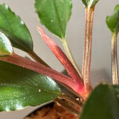 Bucephalandra sp. "Nanga Taman" [TB]