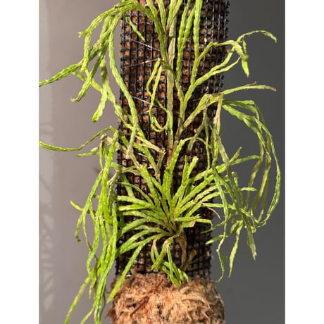 Lycopodium sp. from Aceh sumatera