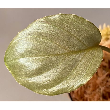 Homalomena sp. from Pulau Lingga