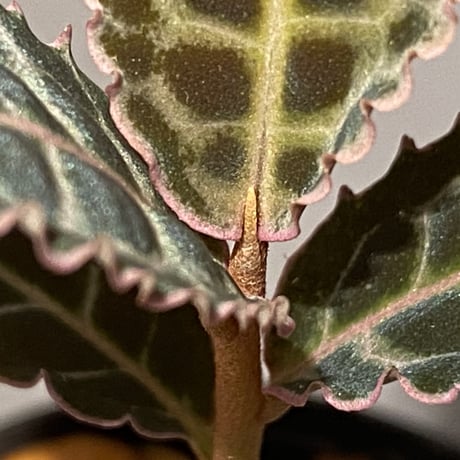 Emblemantha urnulata (Labisia sp.) from Riau sumatera [LA0815-01]
