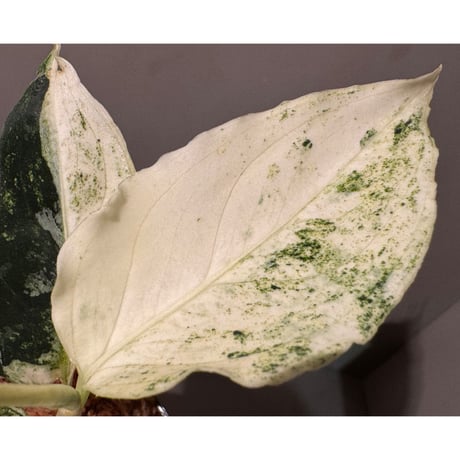 Aglaonema pictum "Variegated" from Aceh sumatera