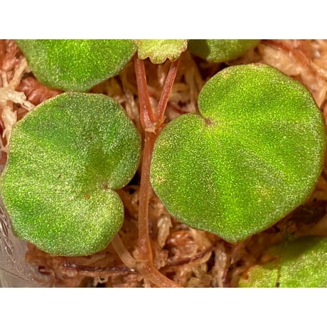 Begonia lichenora (sp.Mini) from Kalimantan Sarawak border [LA]