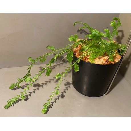 Selaginella sp. from Iquitos Peru [tanakay]