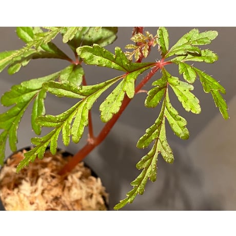 Begonia polilloensis