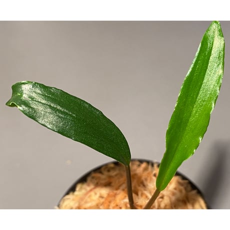 Homalomena vittifolia from Sulawesi [LA0811-00]