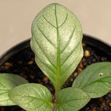 Acanthaceae gen. from Laos [LA]