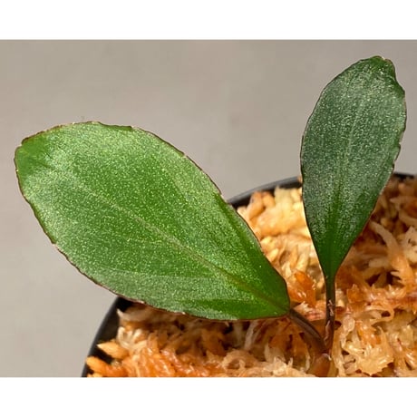 Homalomena sp. "Nanga pinoh" セミビロード Melawi Kal barat [TB]