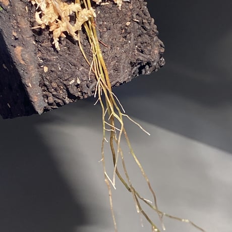 Pachycentria sp. from Selangor