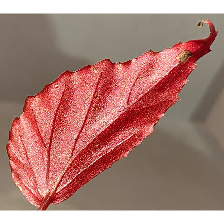 Begonia sp. ぼっち株 from Julau [R1214-01b]