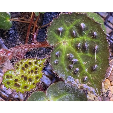 Begonia cf. ferox from Cao Bang [YH040519BK] TK