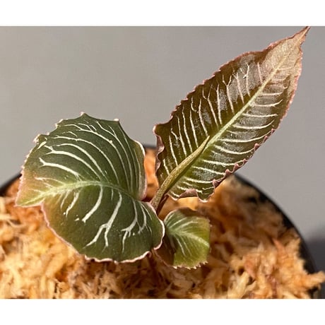 Ardisia sp. from Perlis Malaysia