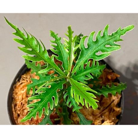 Labisia sp. "Serawai" Kalimantan barat [TB]