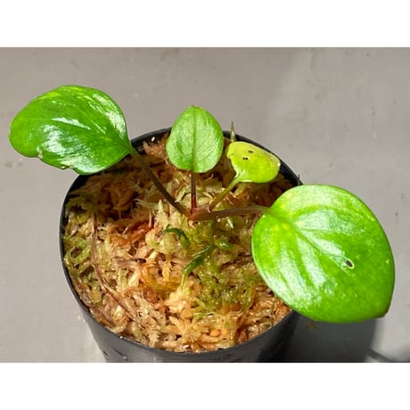 Homalomena terajaensis "Labi" Green Brunei [TB]