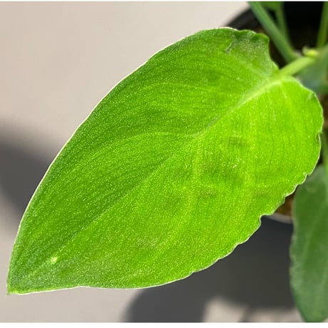 Homalomena sp . "Muara wahau" Green Kal-timur [TB]