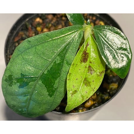 Elatostema sp. from Nopphitam [TK260915]