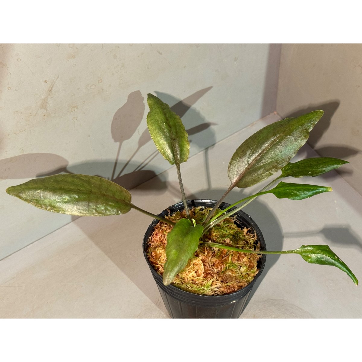 Cryptocoryne nurii Cryptocoryne nurii