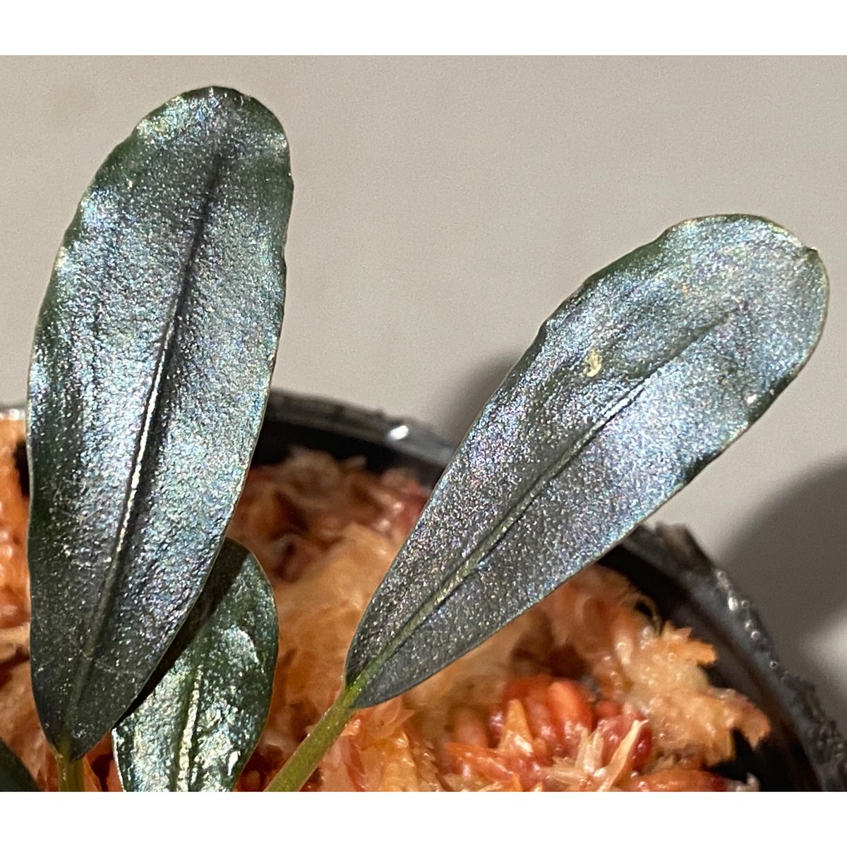 【激安大特価!】 Bucephalandra sp. 水草