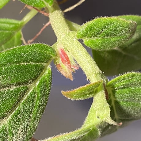 Columnea spathulata [STRINGE PLANTS]