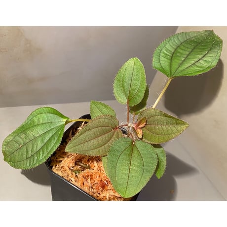 Phyllagathis sp. from Cao Bang Viet Nam [R1217-02]