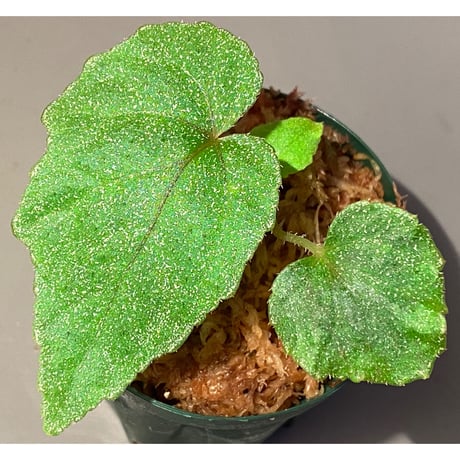 Begonia sp. from Ha Noi [TK140617]