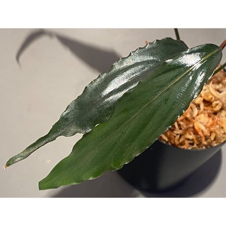 Schismatoglottis roseospatha
