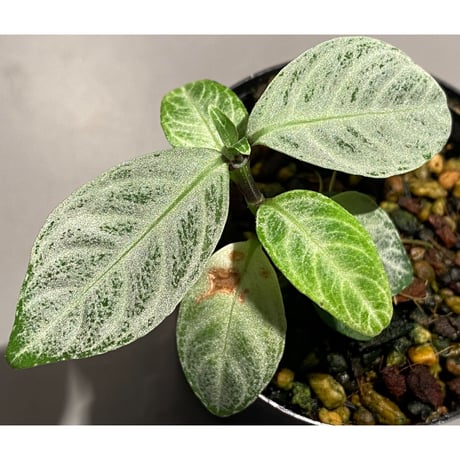 Acanthaceae gen. from Selangor alt 400 [TK050315]