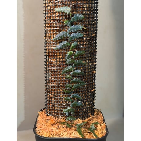 Teratophyllum sp. from Kapuas Kalimantan barat