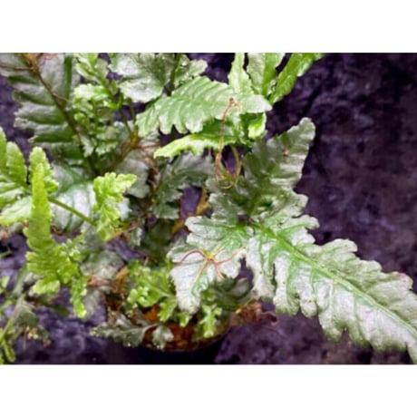 Bolbitis sp. from Siberut [LA]