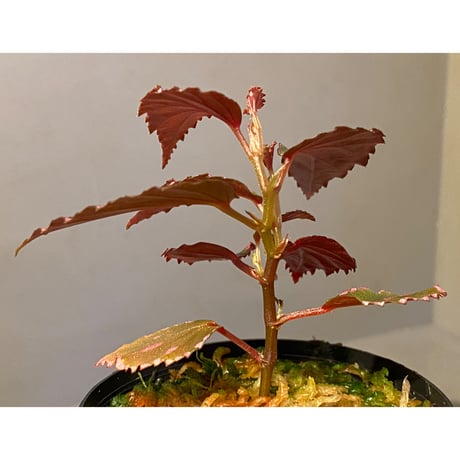 Begonia sp. ぼっち株 from Julau [R1214-01b]