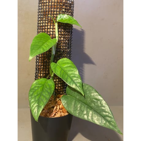 Philodendron sp. from Venezuela [tanakay]