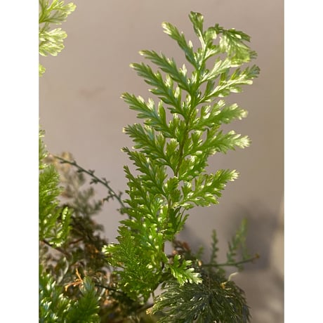 Cephalomanes obscurum (オニホラゴケ) from Okinawa Japan (沖縄本島産) ②