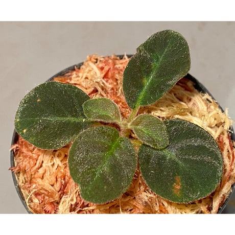 Codonoboea cf. pumila from Padang sumatera [LA1016-01]