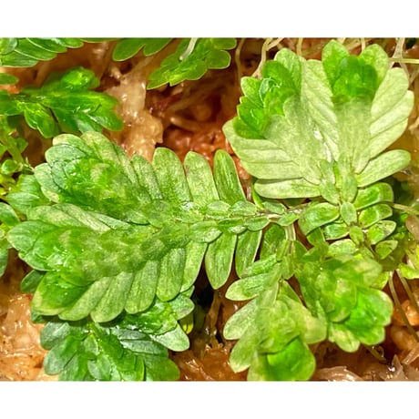 Selaginella sp. バリエガータ from "Nanga pinoh" [TB]