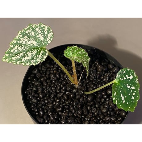 Begonia sp. from Na Hang [YH1118] TK