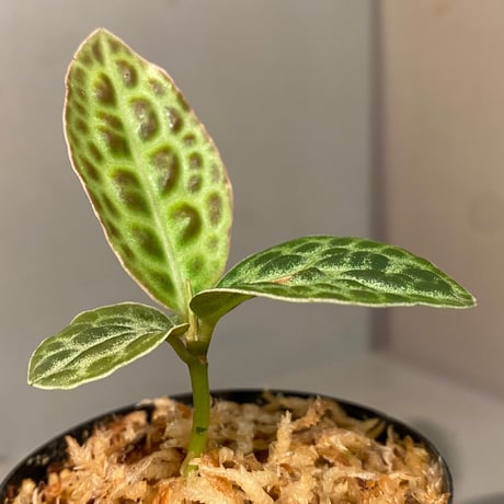 Ardisia sp. "Turtle Back"