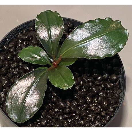 Bucephalandra sp. "Nanga Mahap" Kab. Sekadau [TB]