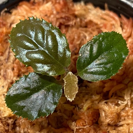 Ardisia sp. from Bengkulu [LA0315-1]