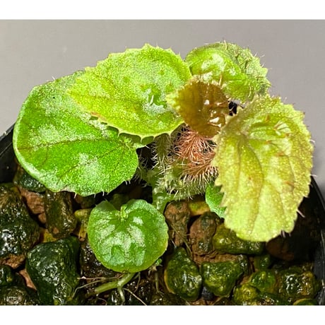 Begonia susaniae