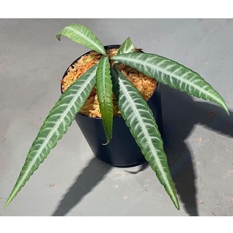 Ardisia sp. DCF from Sibolga Utara [HW0418-08c]