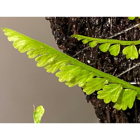 Teratophyllum aculeatum from Nanga pinoh [TB]