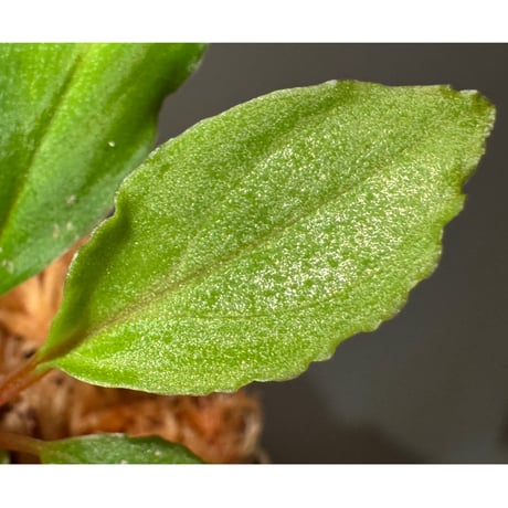 Homalomena sp. from Riau sumatera [LA0815-01]