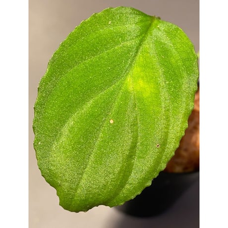 Homalomena sp. "Minimum" from Padan Utara [AZ0512-04]