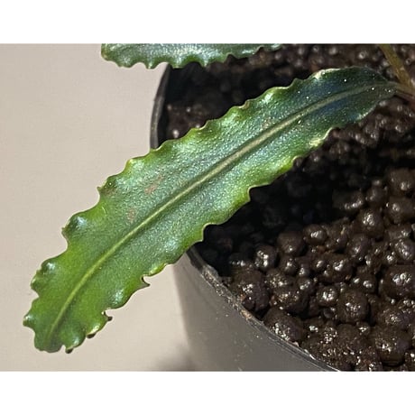 Bucephalandra sp. from "Mangat" [MF0417-2A]