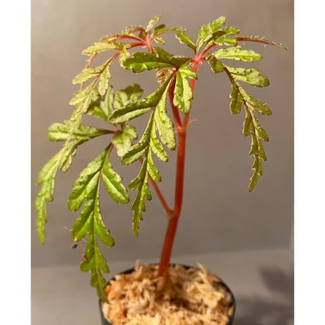 Begonia polilloensis