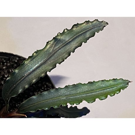 Bucephalandra sp. from "Mangat" [MF0417-2A]