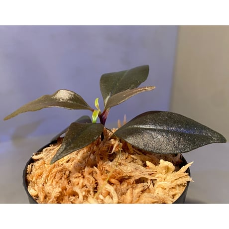 Medinilla sp. from Irian Jaya Papua