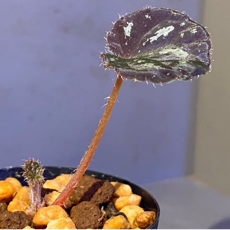 Begonia sp. from Cao Bang [YH251019] TK
