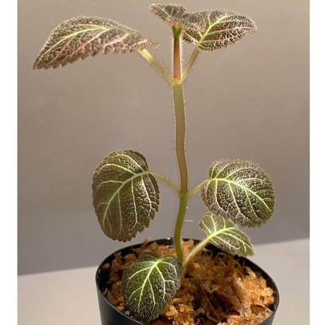 Pearcea hypocyrtiflora from South America